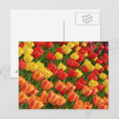 Farbige Frühlingtulips nach Karte (Vorne/Hinten)