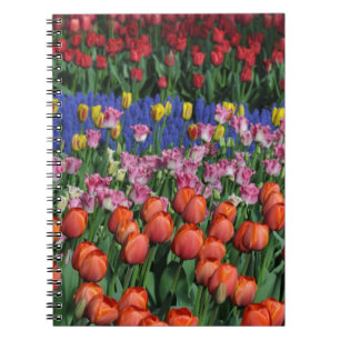 Farbige Frühlingtulips Notizblock