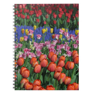 Farbige Frühlingtulips Notizblock
