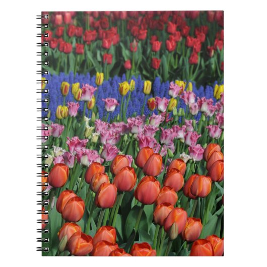 Farbige Frühlingtulips Notizblock (Vorderseite)