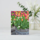 Farbige Frühlingtulips Planter Postkarte drucken (Stehend Vorderseite)