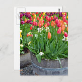 Farbige Frühlingtulips Planter Postkarte drucken (Vorne/Hinten)