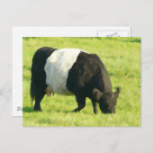 Farbige Galloway-Kuh im Feld Postkarte (Vorne/Hinten)