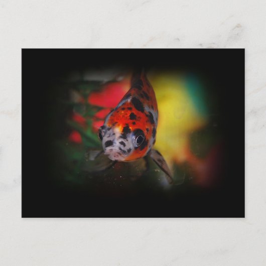 Farbige Goldfish Postkarte (Vorderseite)