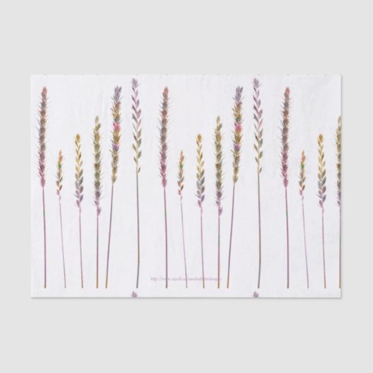 Farbige Gras Seidenpapier (Vorderseite)