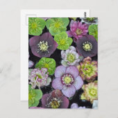 Farbige Hellebore-Blume Postkarte (Vorne/Hinten)