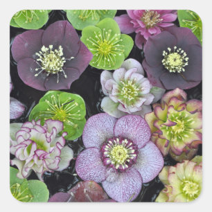 Farbige Hellebore-Blume Quadratischer Aufkleber