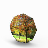 Farbige Herbstbäume Fotoblock (Rechts)