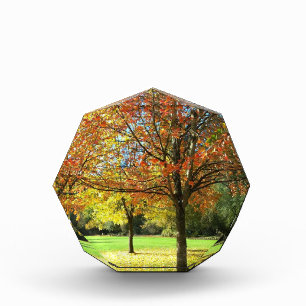 Farbige Herbstbäume Fotoblock