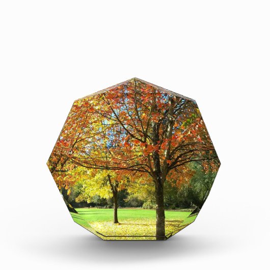 Farbige Herbstbäume Fotoblock (Vorderseite)