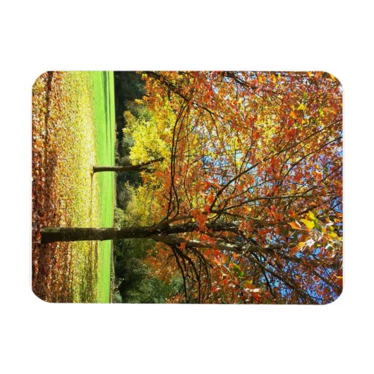 Farbige Herbstbaume Magnet (Horizontal)