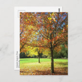 Farbige Herbstbäume Postkarte (Vorne/Hinten)
