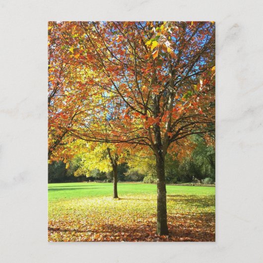 Farbige Herbstbäume Postkarte (Vorderseite)