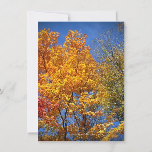 Farbige Herbstbäume Save the Date Einladung (Rückseite)