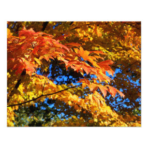 Farbige Herbstblätter-Fotoplakat Fotodruck