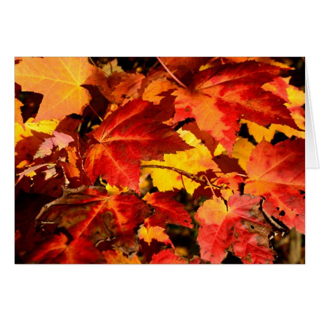 Farbige Herbstblätter orangefarbene gelbe Farben (Vorderseite (Horizontal))