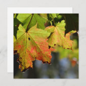 Farbige Herbstlaube (Vorne/Hinten)