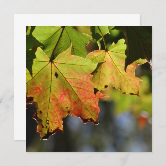 Farbige Herbstlaube (Vorne/Hinten)
