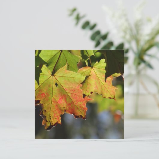 Farbige Herbstlaube (Stehend Vorderseite)