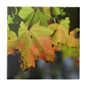 Farbige Herbstlaube Fliese (Vorderseite)