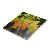 Farbige Herbstlaube Fliese (Seite)