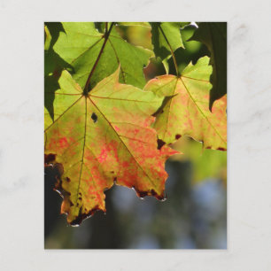 Farbige Herbstlaube Flyer