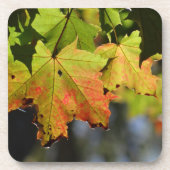 Farbige Herbstlaube Getränkeuntersetzer (Vorderseite)