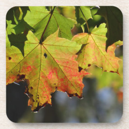 Farbige Herbstlaube Getränkeuntersetzer