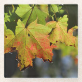 Farbige Herbstlaube Glasuntersetzer (Vorderseite)