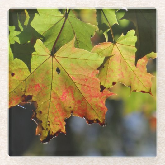 Farbige Herbstlaube Glasuntersetzer (Vorderseite)