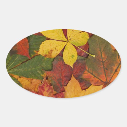 Farbige Herbstlaube Ovaler Aufkleber (Vorderseite)
