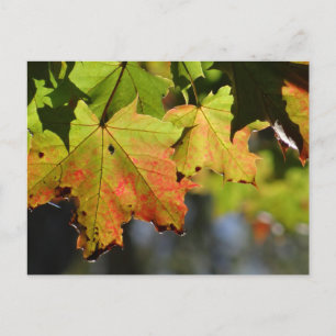 Farbige Herbstlaube Postkarte