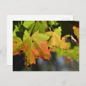 Farbige Herbstlaube Postkarte (Vorne/Hinten)