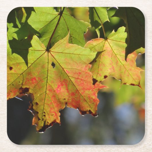 Farbige Herbstlaube Rechteckiger Pappuntersetzer (Vorderseite)