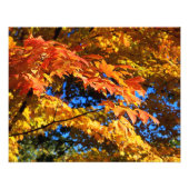 Farbige Herbstleaves Foto Poster (Vorne)