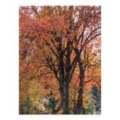 Farbige Herbstverlässe fotografisch Fotodruck (Vorne)