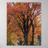 Farbige Herbstverlässe fotografisch Poster (Vorne)