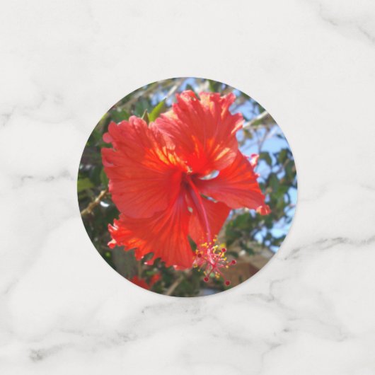 Farbige Hibiskus-Blume, Konfetti (Klein Vorderseite)