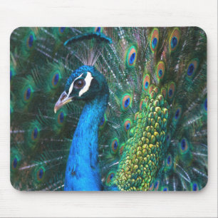Farbige indische Pfau-Schwanz-Federn offenes Profi Mousepad