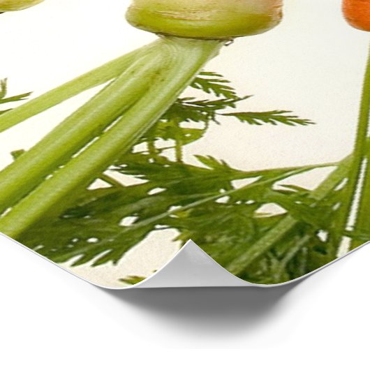 Farbige Karotten Poster (Ecke)