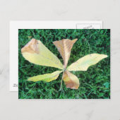 Farbige Kastanienblätter Postkarte (Vorne/Hinten)