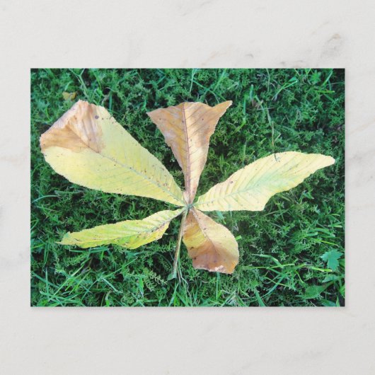 Farbige Kastanienblätter Postkarte (Vorderseite)