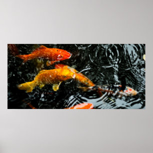 Farbige Koi-Fische   Chengdu Poster