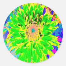 Farbige Limettgrün und Gelb blühende Dahlia