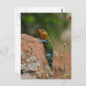 Farbige Lizard Postkarte (Vorne/Hinten)