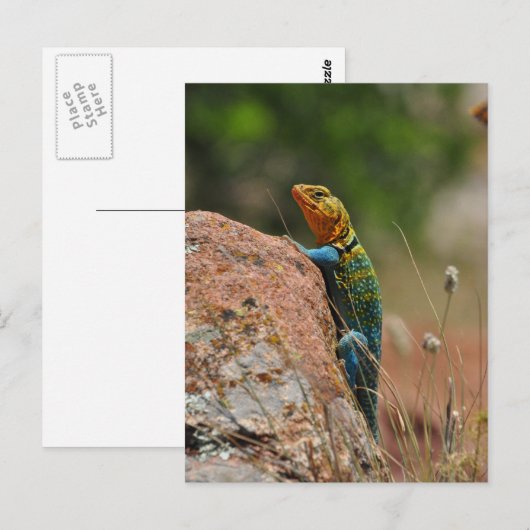 Farbige Lizard Postkarte (Vorne/Hinten)