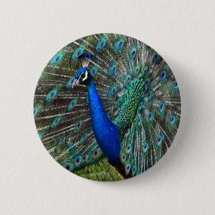 Farbige männliche Pfau Button