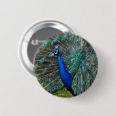 Farbige männliche Pfau Button (Vorne & Hinten)