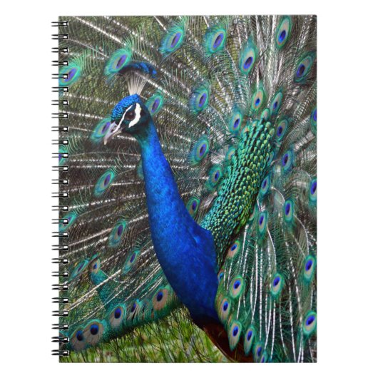 Farbige männliche Pfau Notizblock (Vorderseite)