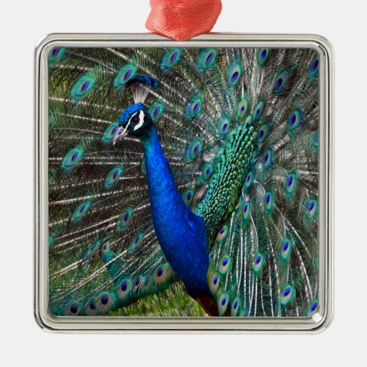 Farbige männliche Pfau Ornament Aus Metall (Vorne)
